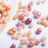 Colourful Multiple Pearl Oyster